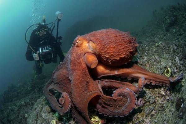 Kraken ссылка krakens13 at