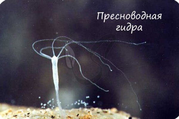 Гидра в супернете