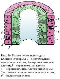 Оригинальная ссылка на магазин кракен