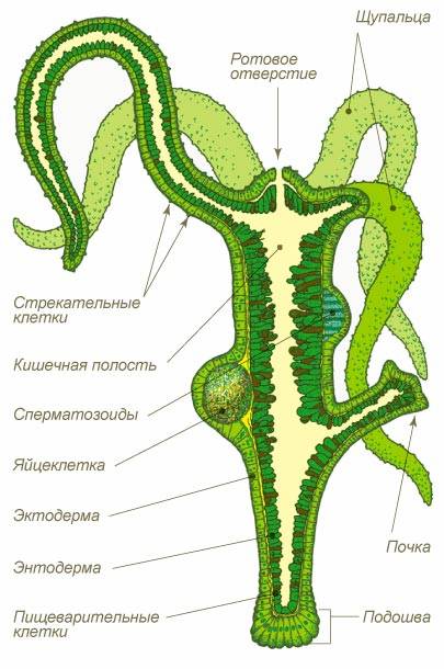 Рабочий сайт kraken