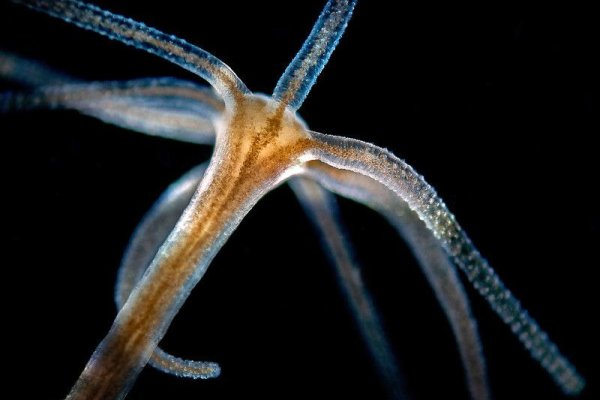 Kraken ссылка kraken link24 info